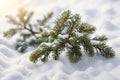 Pine branches in the snow on a new morning