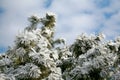 Pine branches in snow, pine forest. Hoar frost on trees. Royalty Free Stock Photo