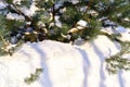 Pine branches and a snowdrift. Abstract natural background. Selective focus Royalty Free Stock Photo