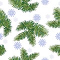 Pine branches on a white background with snowflakes. Vector illustration.