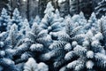 Pine branches whitened with snow. Winter pattern background