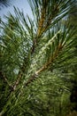 Pine branches and wild plants on the background of the forest on a sunny day Royalty Free Stock Photo