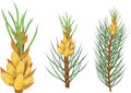 Pine branches with yellow male cones
