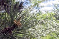 Pine branches with young buds. pine cones iin the bud Royalty Free Stock Photo