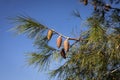 Pine branches with young cones against Royalty Free Stock Photo