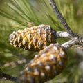 Pine branches with young cones Royalty Free Stock Photo