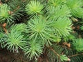 Pine branches with young runaways Royalty Free Stock Photo