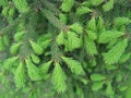 Pine branches with young runaways Royalty Free Stock Photo