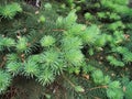 Pine branches with young runaways Royalty Free Stock Photo