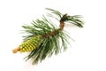 Pine branchon a white background Royalty Free Stock Photo