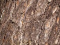 Pine brown bark with attractive texture