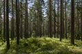 Pine wood landscape in a beautiful summer morning