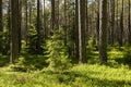 Pine wood landscape in a beautiful summer morning