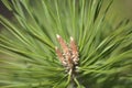 Pine buds. Pine branch with fresh buds in the spring