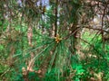 New pine cone sprout on branch of Red Pine tree. Royalty Free Stock Photo