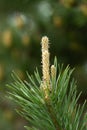 Pine buds. A new sprout on a pine branch. Shallow DOF macro Royalty Free Stock Photo