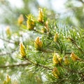 Pine buds. A new sprout on a pine branch. Shallow DOF macro Royalty Free Stock Photo