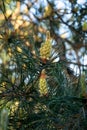Pine buds in the spring. Young Blooming conifer branches