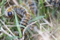 Pine caterpillar, processionary caterpillar, emerging from the ground among the grasses