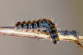 Pine caterpillar on a tree branch. Invertebrate insect macro photo.