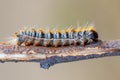 Pine caterpillar on a tree branch. Invertebrate insect macro photo.