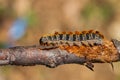 Pine caterpillar on a tree branch. Invertebrate insect macro photo.