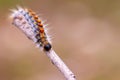 Pine caterpillar on a tree branch. Invertebrate insect macro photo.