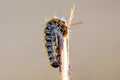 Pine caterpillar on a tree branch. Invertebrate insect macro photo.