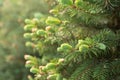 Pine or cedar branches close up, young green needles, solar lighting, concept
