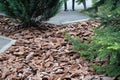 Pine chips to decorate flower beds in a city park. Royalty Free Stock Photo