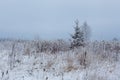 Pine (Christmas) tree in frozen meadow. Winter in Lithuani Royalty Free Stock Photo