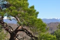 Pine on the cliff on the background of snow-white mountains