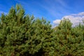 Pine and clouds on blue sky