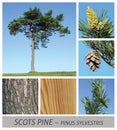 Pine, common, Scots Pine, pinus, sylvestris, conifer, cones, wood, bark