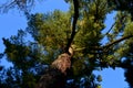 Pine, commonly denominated the eastern white pine, northern white pine, white pine, Royalty Free Stock Photo
