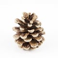 Pine cone Royalty Free Stock Photo