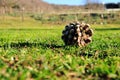 Pine cone Royalty Free Stock Photo