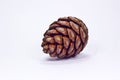 Pine cone