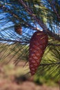 Pine cone