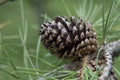 Pine Cone Royalty Free Stock Photo