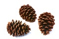 Pine cone Royalty Free Stock Photo