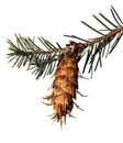 Pine cone Royalty Free Stock Photo