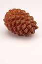 Pine cone