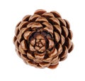 Pine cone from above on white background