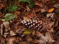 Pine cone amid fall leaves Royalty Free Stock Photo