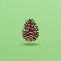The pine cone appears to be floating casting a soft shadow below Royalty Free Stock Photo
