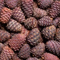 Pine cone background Royalty Free Stock Photo