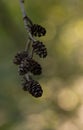 Pine cone on the background of spruce needles