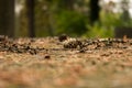 Pine Cone Background stone autumn Royalty Free Stock Photo