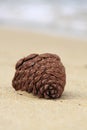 Pine cone on the beach